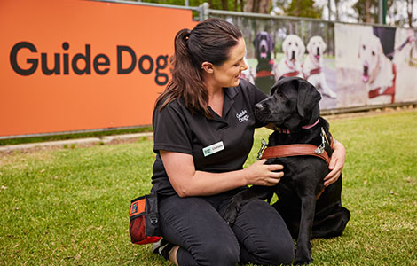 Guiding the Way: Insights on Breeding Selection and Improving Clinic Accessibility from Guide Dogs Experts